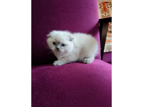 Scottish fold son yavru