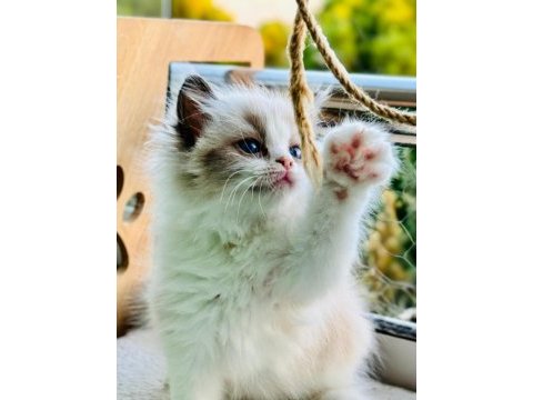 Yurtdışından anne ve baba şecereli ragdoll yavru kediler
