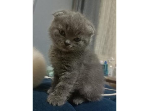 20 nisan doğumlu eskişehir scottish fold