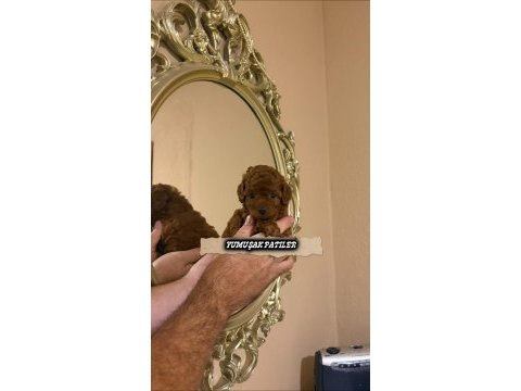 Sevimli ırk toy poodle