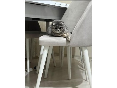 Güzeller güzeli bir scottish fold kız