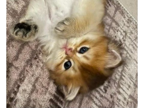 Safkan anne ve babadan british longhair