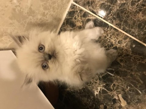 Sağlıklı chinchilla