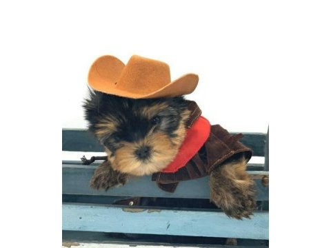 Teacup yorkshire terrier bebeklerimiz