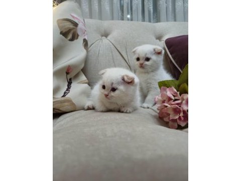 Tek kalan yavrum scottish fold