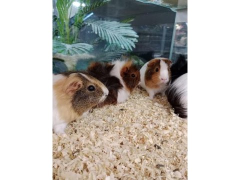 Yavru ve damızlık guinea pig