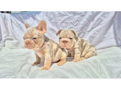 En özel french bulldoglar