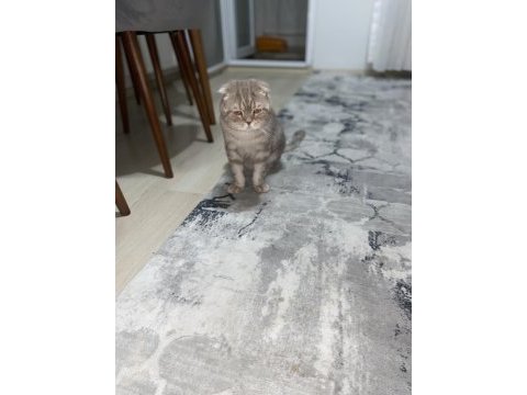 Scottish fold kedisi