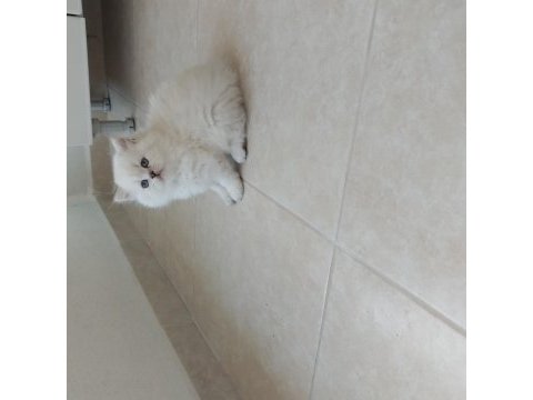 Bulut paşa british longhair