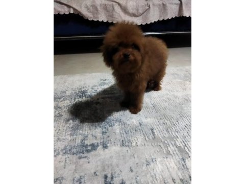 Poodle teacup kore baby kuyruksuz