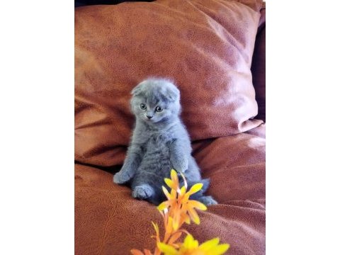 Muhteşem güzellikte scottish fold yavrularımız