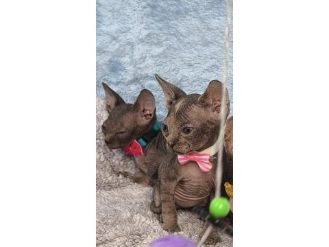 Naked beauty sphynx kedisi