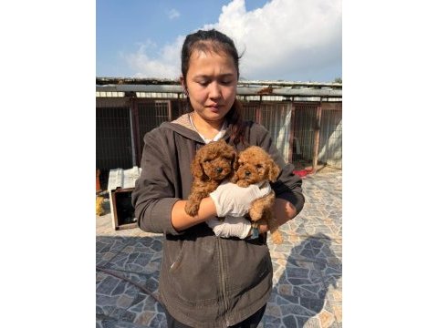 Toy poodle yavrularımız 