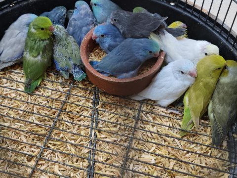 El besleme forpus bebekler