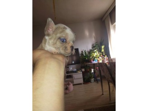 9 ekim doğumlu french bulldog maviş bebekler