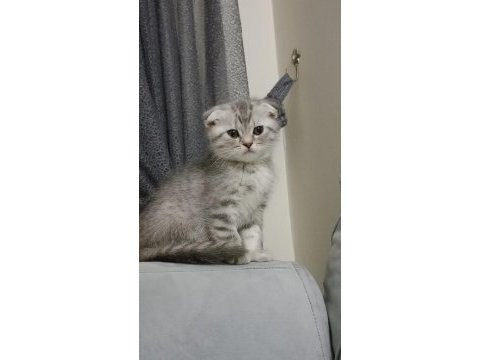 Scottish fold yeterince anne sütünü aldı