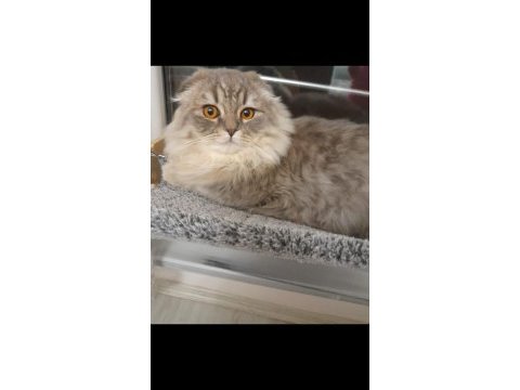 Erkek british longhair