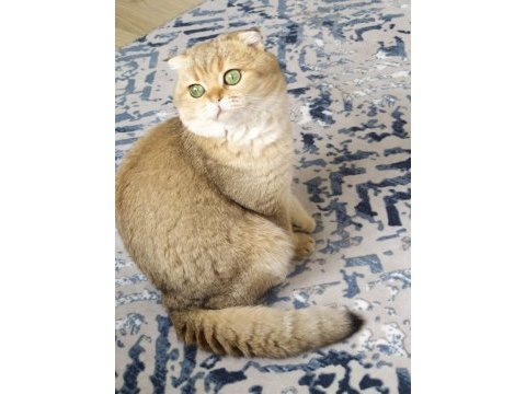 Şecereli scottish fold