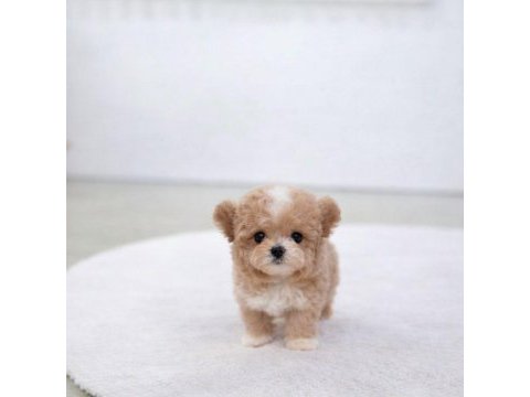 Safkan toy poodle köpekler