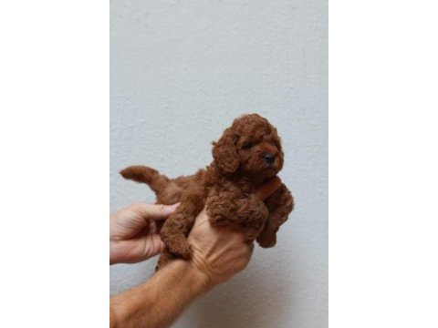 Toy poodle yavruları