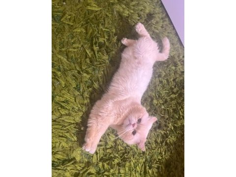Mavi gözlü iran kedisi