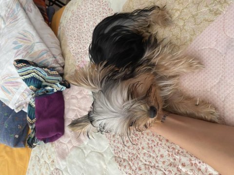 5 aylık anne baba scrli yorkshire terrier yavrularımız