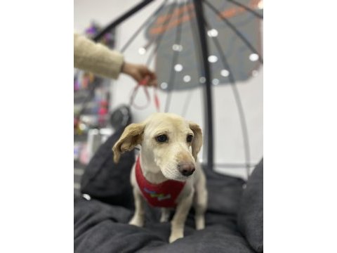 Ücretsiz rus finosu terrier köpeğime aile arıyorum