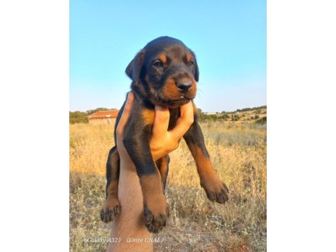 Orjinal king doberman yavrular