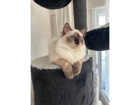 Ücretsiz sahiplendirilecek erkek ragdoll 15 aylık