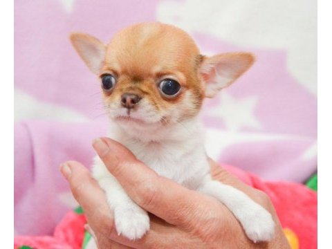 Bardak boy chihuahua yavrular sizlerle