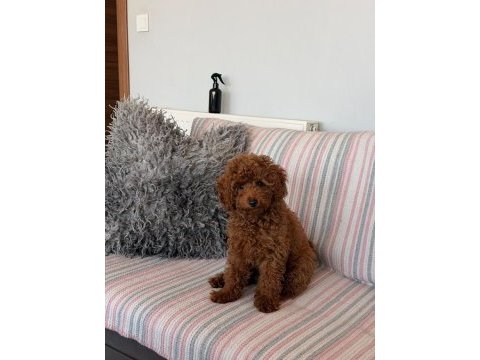 Sağlık ve ırk garantili toy poodle