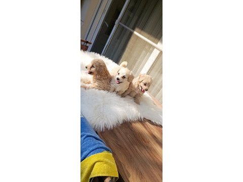 A kalite maltipoo bebekler