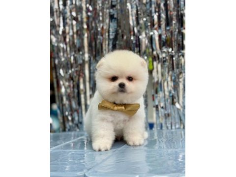 Sevimli pomeranian boo yavrularımız