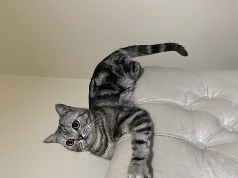 British shorthair