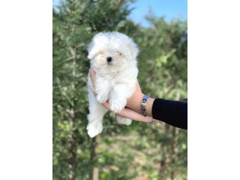 Kore orjinal 0 numara maltese bebekler