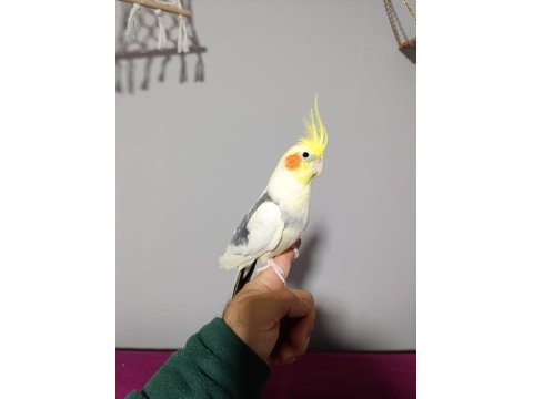 Konuşan sultan papağanı 1 yaşında
