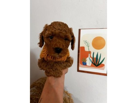 Çok sevimli çok akıllı poodle bebeğim
