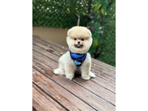 Pomeranian boo köpeği