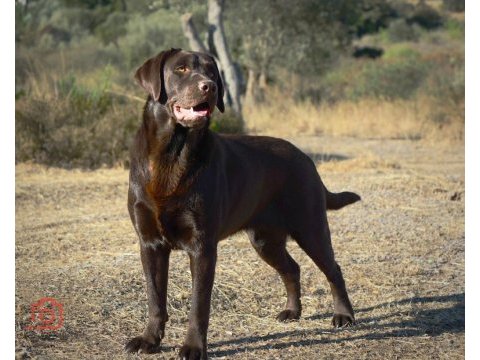 Fcı-kıf secereli labrador retriever yavrular