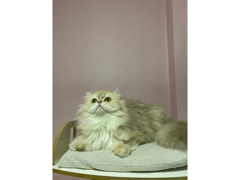 Scr li british longhair lilac golden cy11 dişi