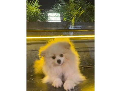 Pomeranian dişi 1,5 yaşında