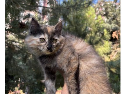 2 aylık pofuduk tüylü dişi kedimiz