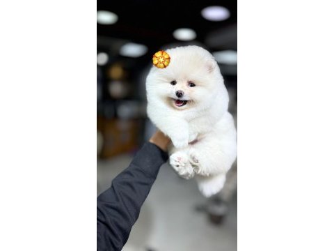 Gülen yüz pomeranian boo