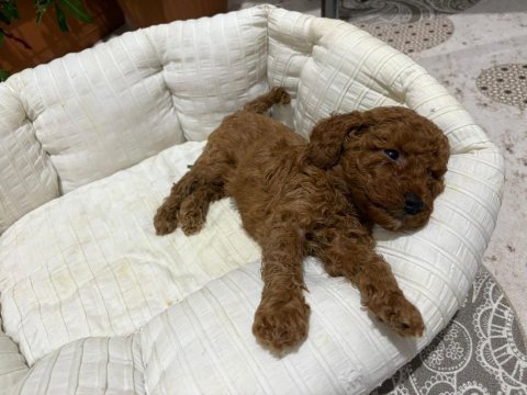Toy poodle dişi ve erkek
