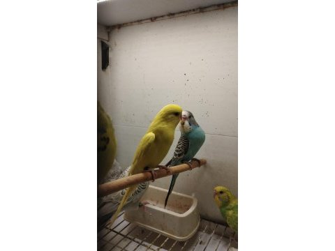Alıştırmalık bebek muhabbet kuşu yavrular