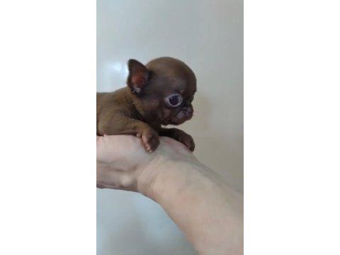 Oyuncak gibi xxs çikolata chihuahua