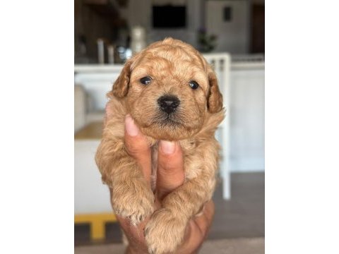 Maltipoo yavrular