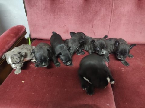 30 günlük yavrular sahiplendirilcektir french bulldog