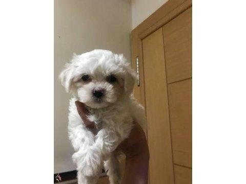 Mini boy maltese yavrularımız