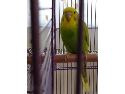 Yavru muhabbet kuşu